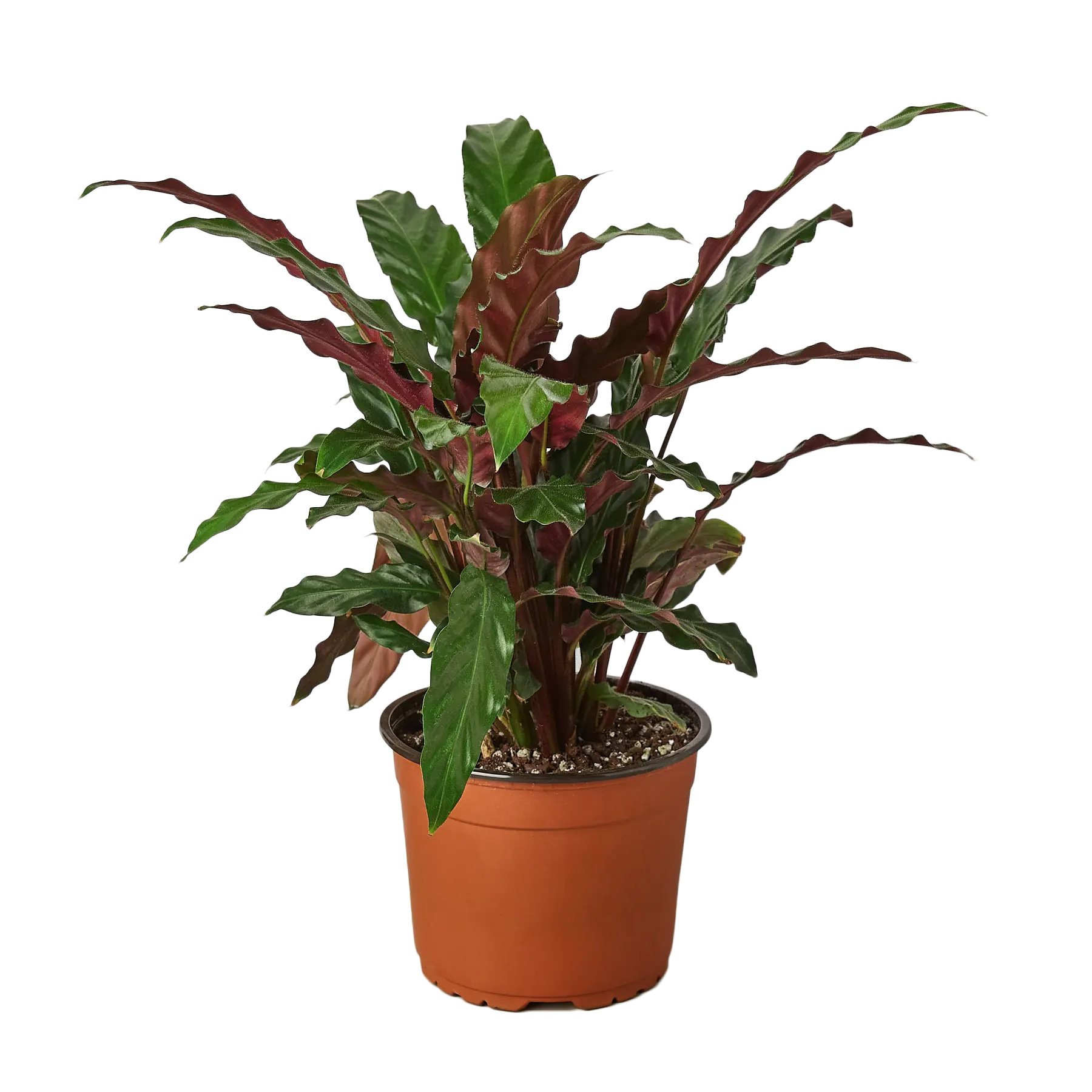 Calathea Furry Feather - Hive Plants - Indoor & Outdoor Plants