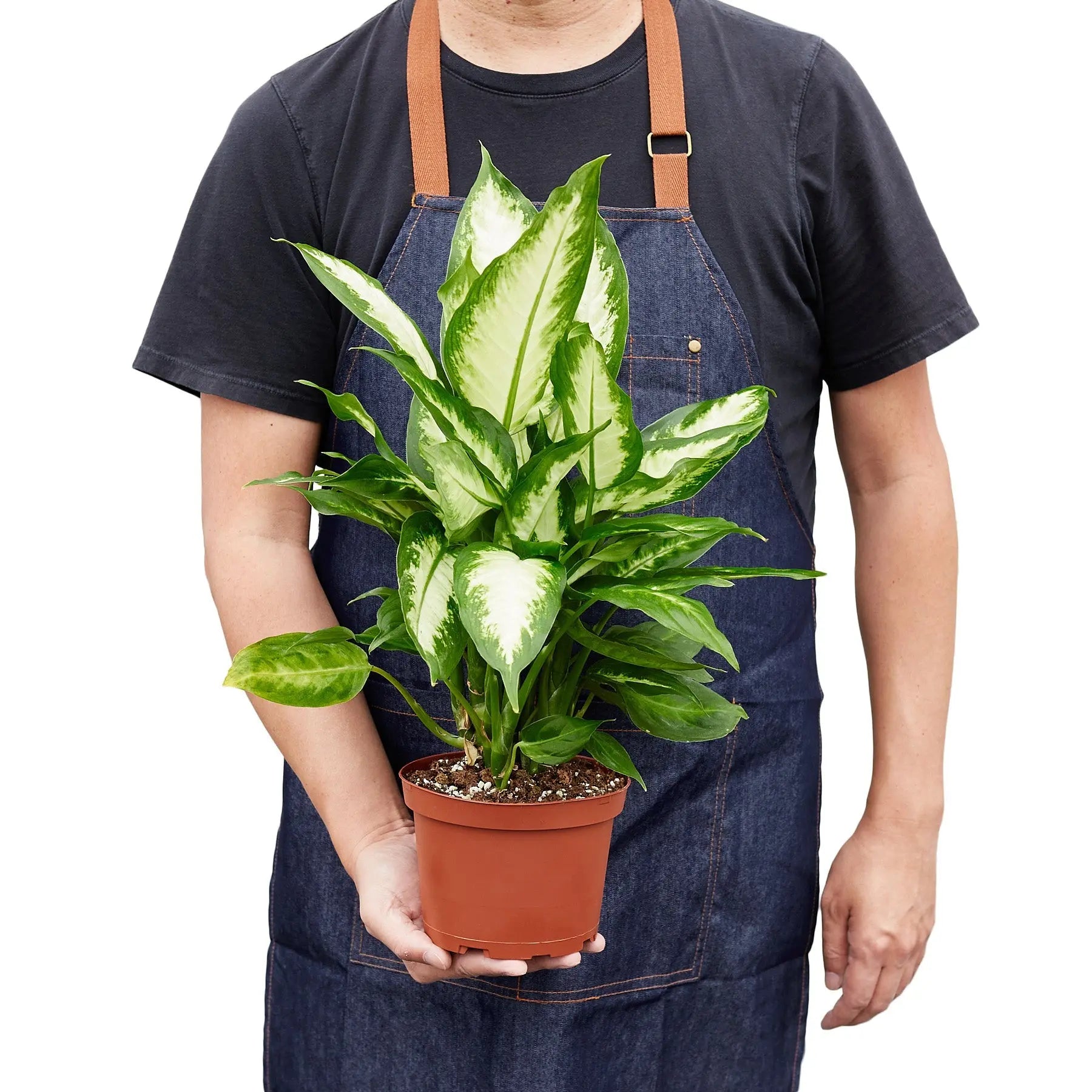 Dieffenbachia &
