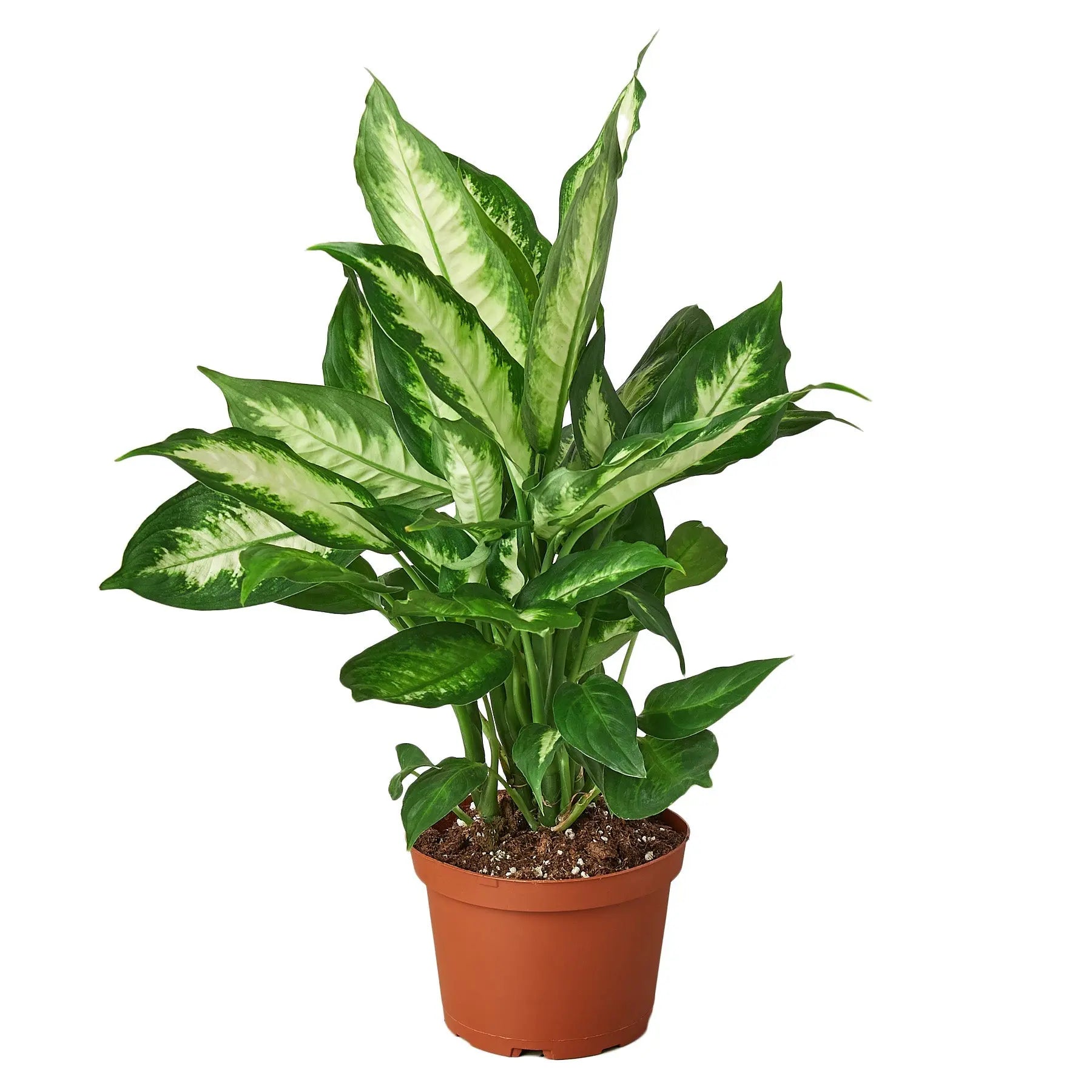 Dieffenbachia &