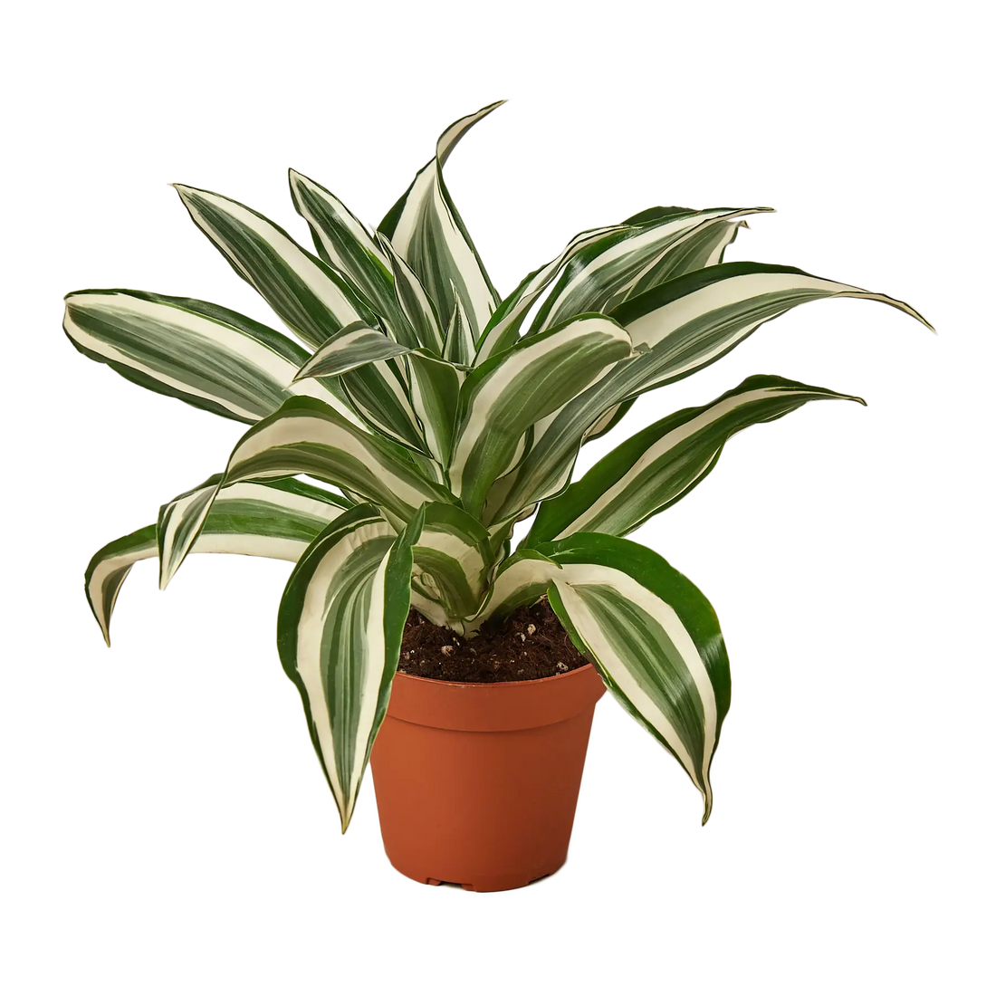 Dracaena Warneckii &