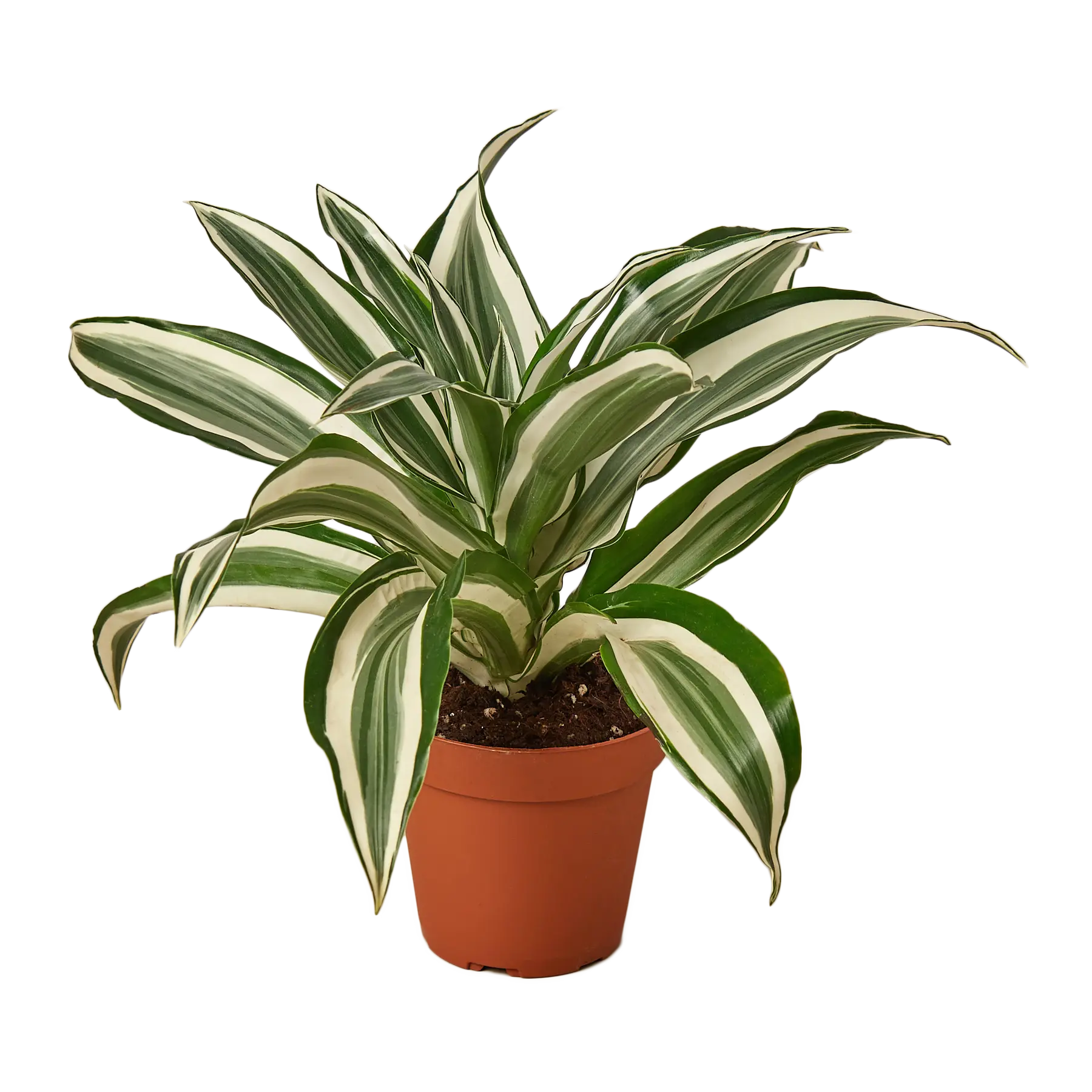Dracaena Warneckii &