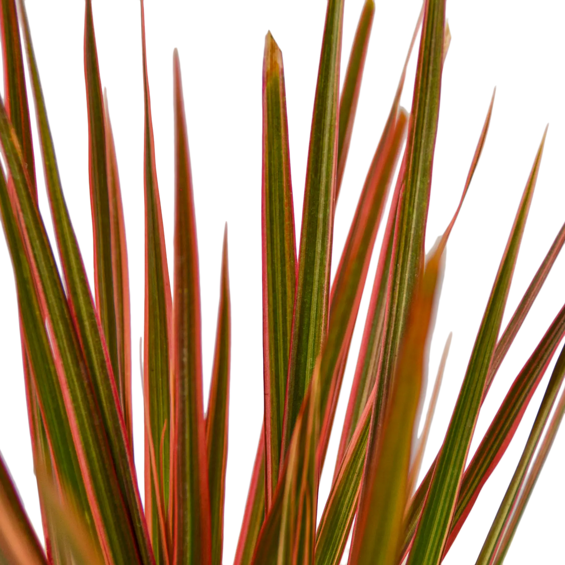 Dracaena &