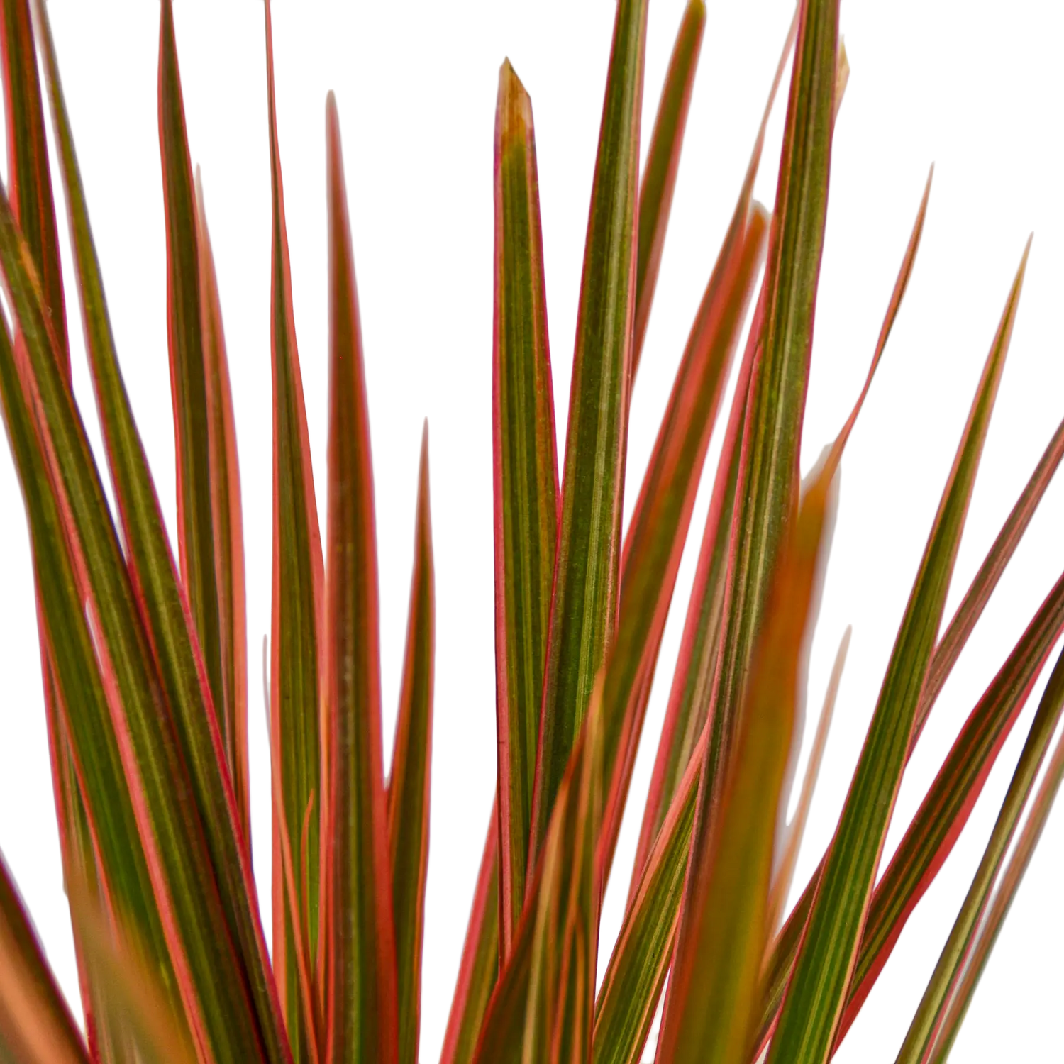 Dracaena &