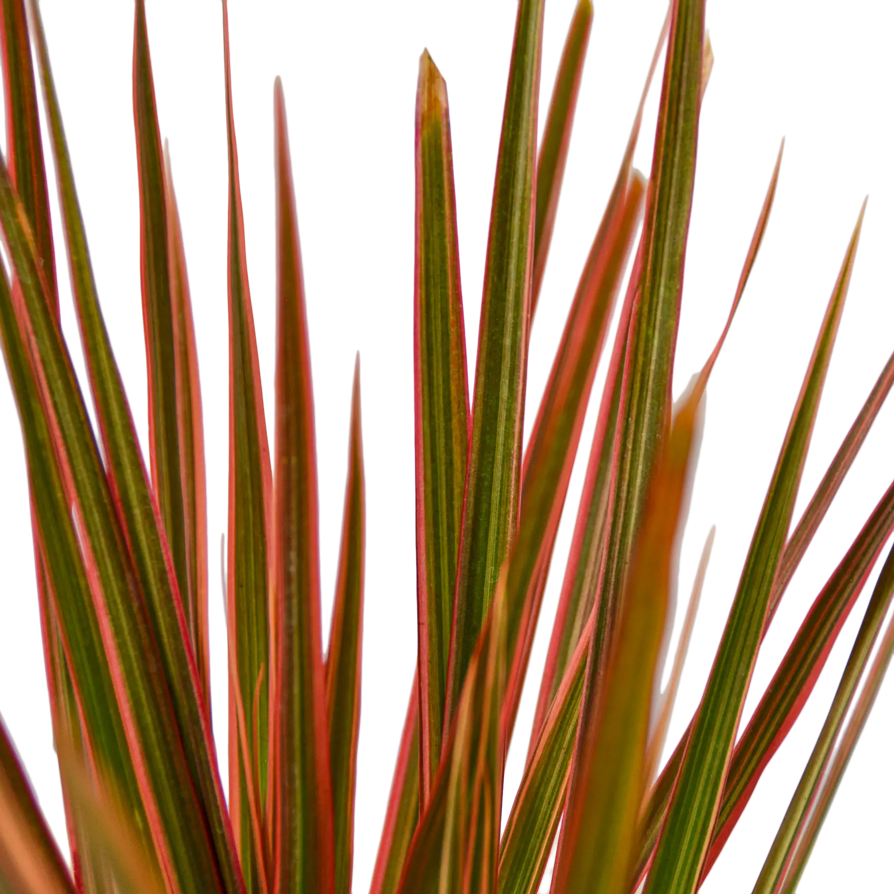 Dracaena &