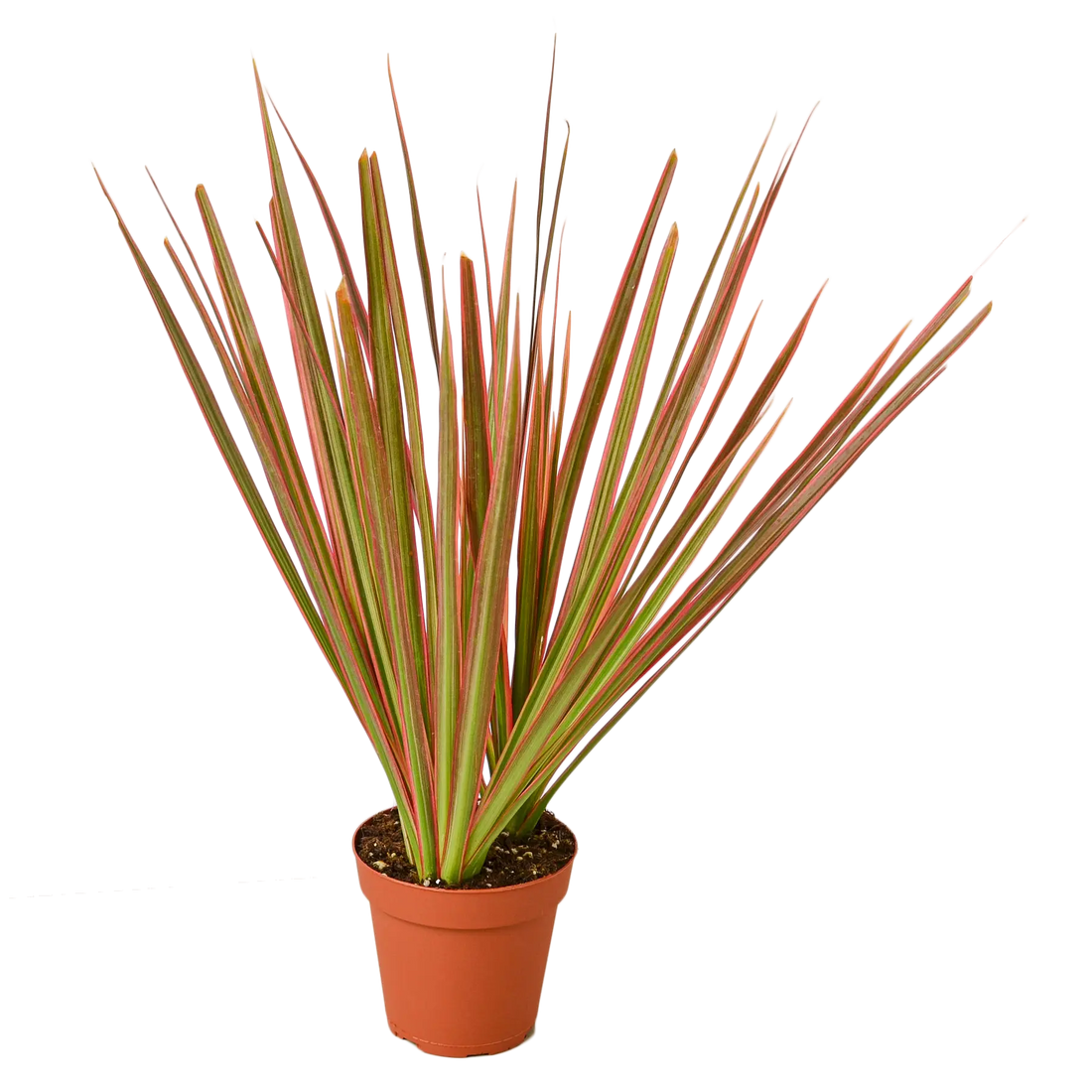 Dracaena &
