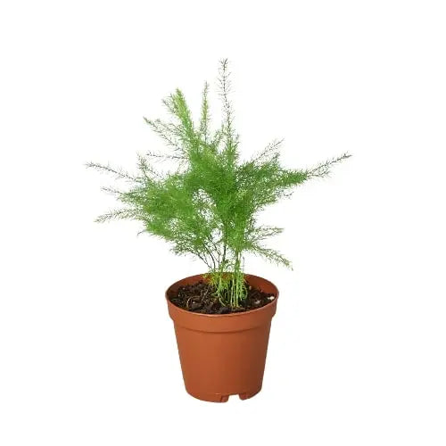 Fern &