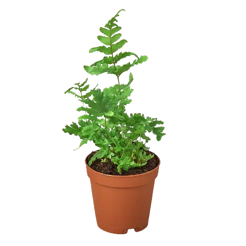 Autumn Fern - Hive Plants - Indoor & Outdoor Plants