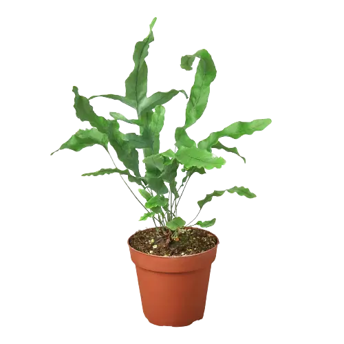 Fern &