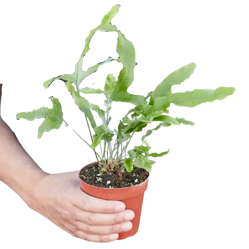 Fern &