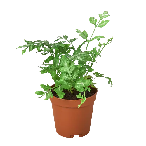 Fern &