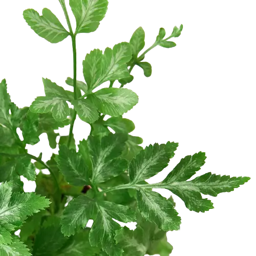Fern &