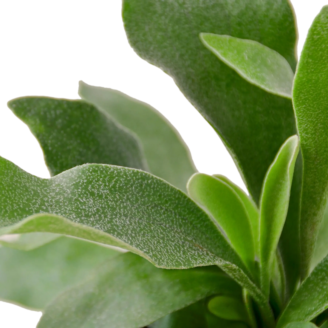 Staghorn Fern - Hive Plants - Indoor & Outdoor Plants