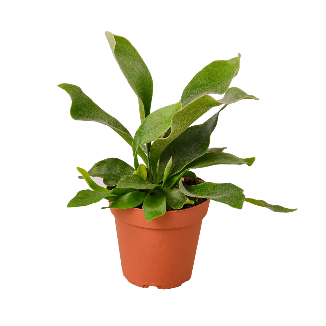 Staghorn Fern - Hive Plants - Indoor & Outdoor Plants