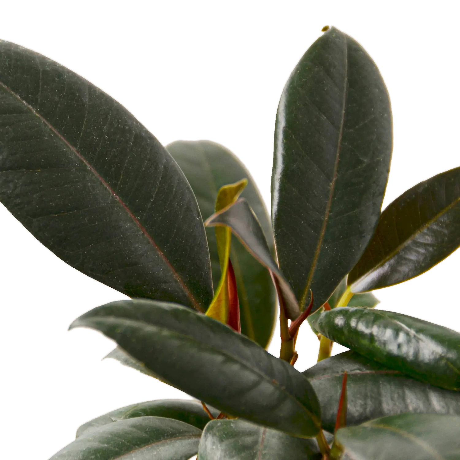 Ficus Burgundy - Hive Plants -