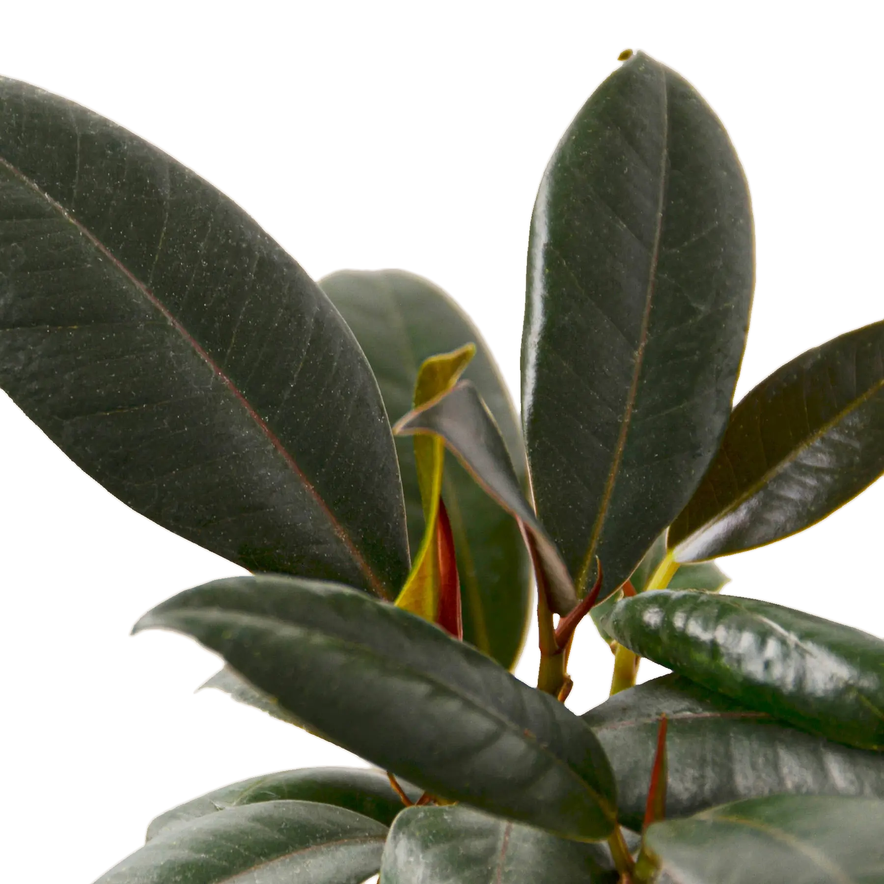 Ficus Burgundy - Hive Plants -