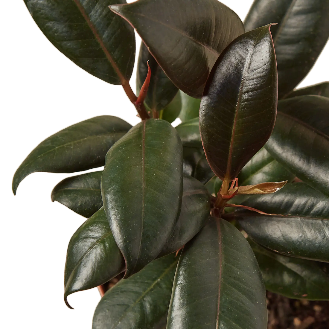 Ficus Burgundy - Hive Plants -