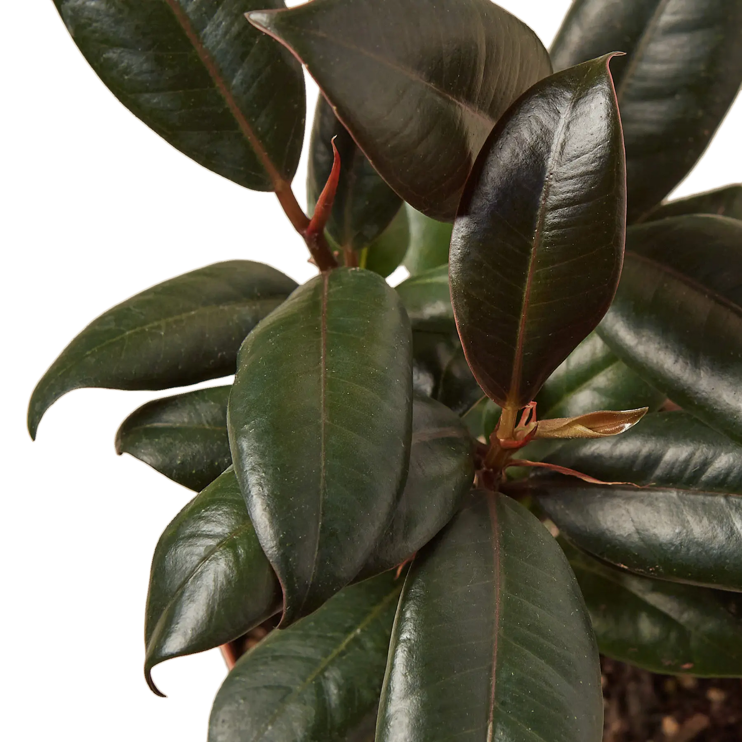 Ficus Burgundy - Hive Plants -