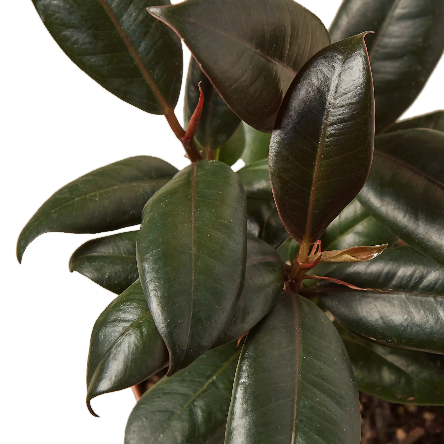 Ficus Burgundy - Hive Plants -