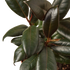 Ficus Burgundy - Hive Plants -