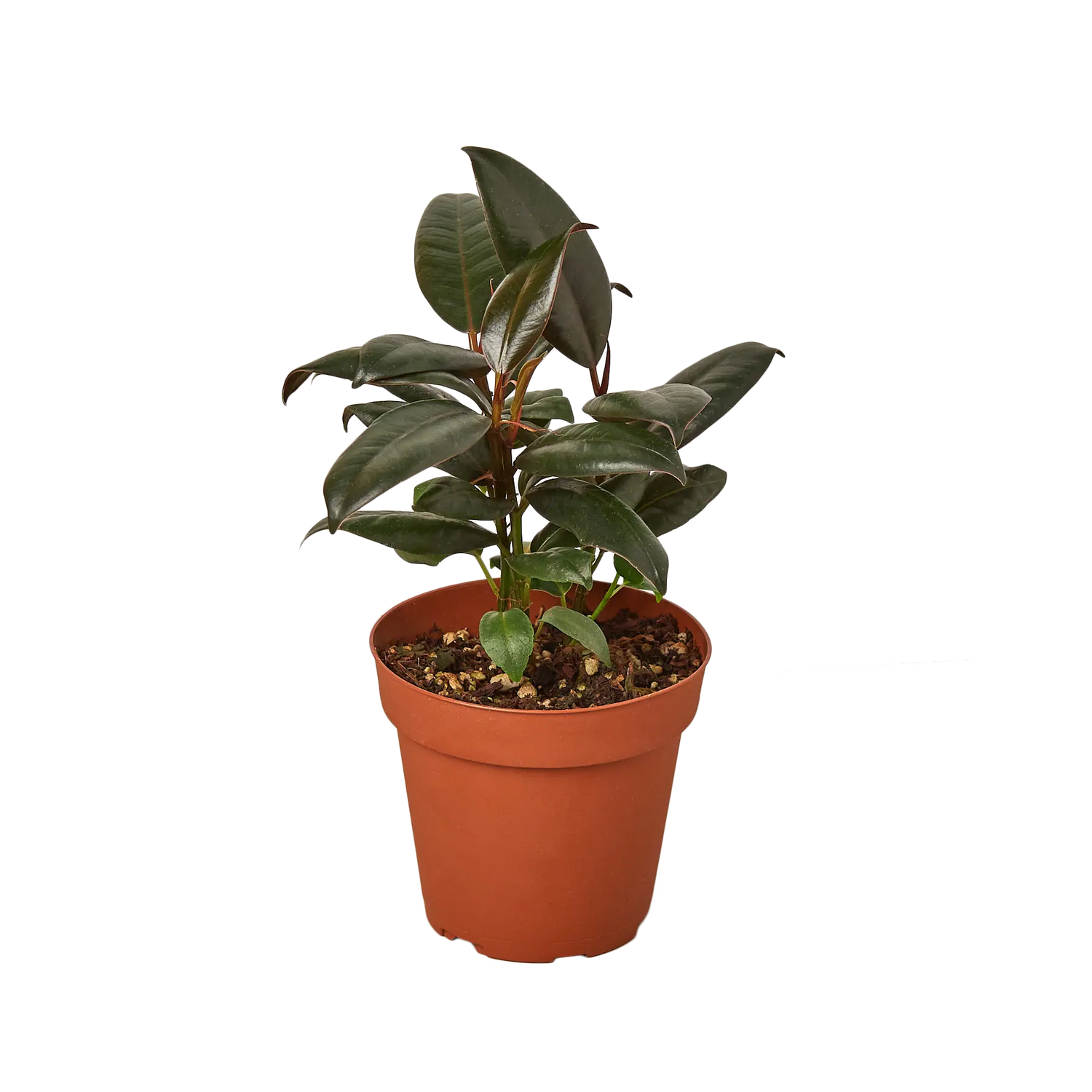 Ficus Burgundy - Hive Plants -