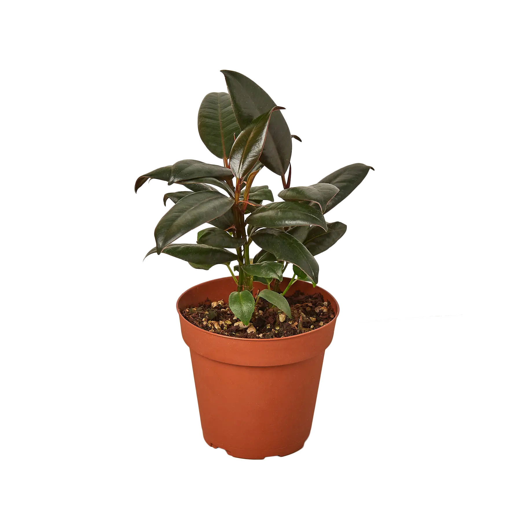 Ficus Burgundy - Hive Plants -
