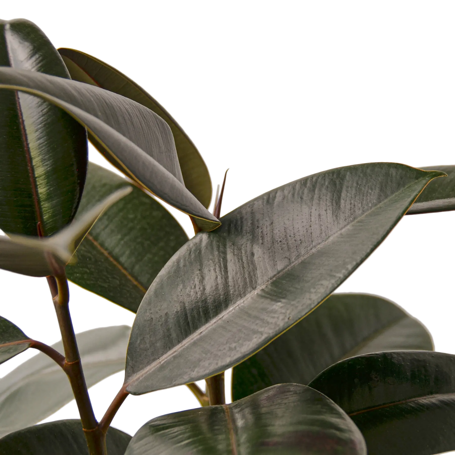Ficus Burgundy - Hive Plants -