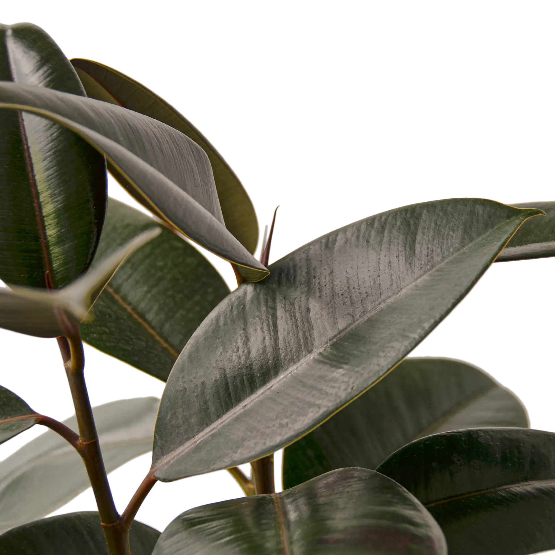 Ficus Burgundy - Hive Plants -