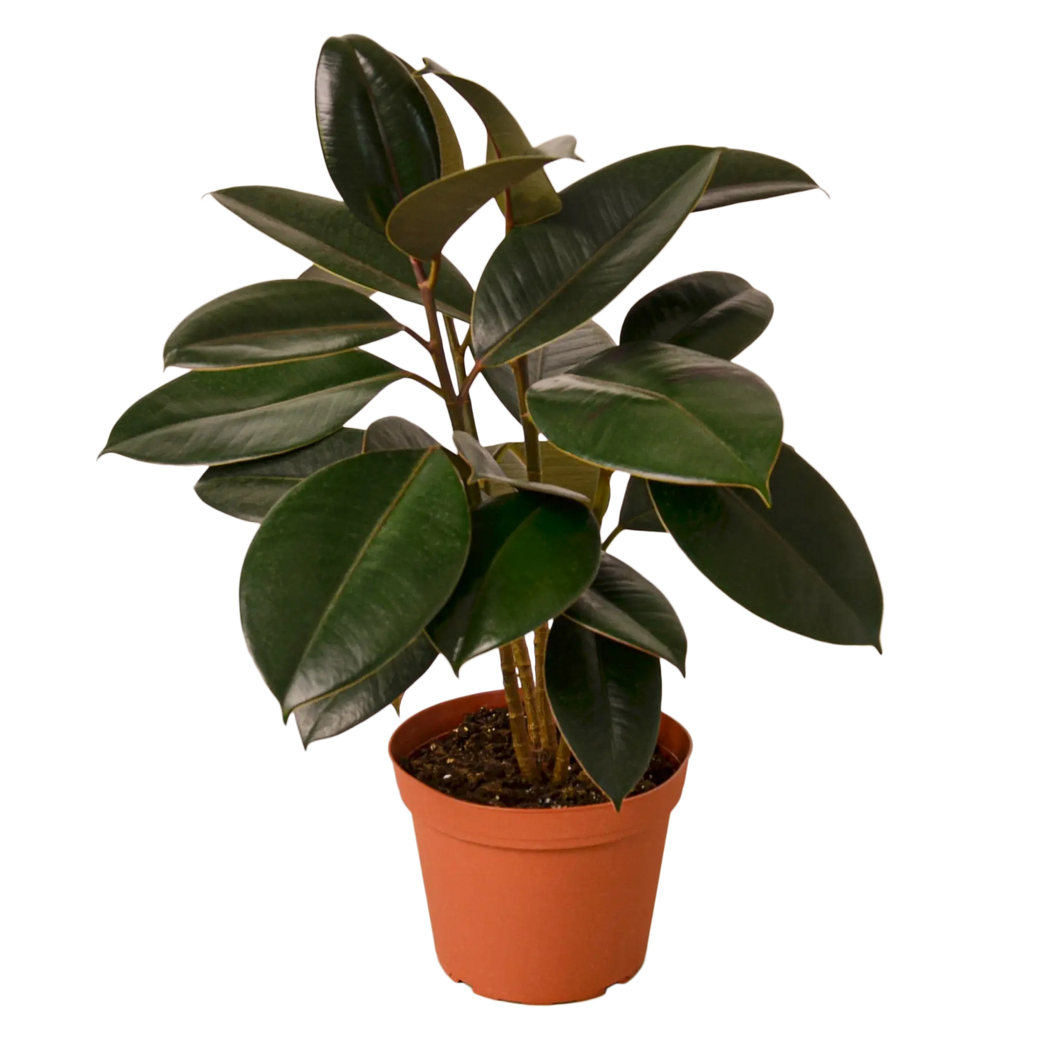 Ficus Burgundy - Hive Plants -