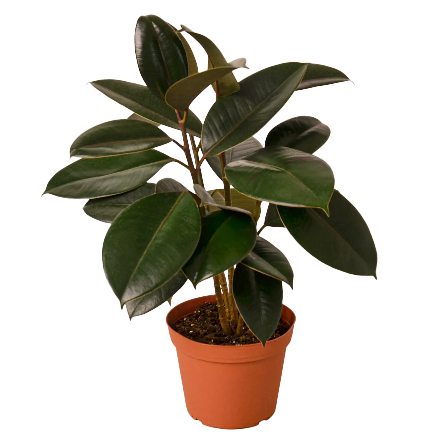 Ficus Burgundy - Hive Plants -