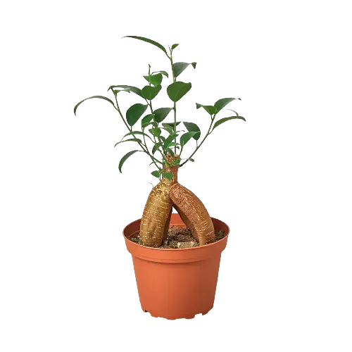 Ficus Ginseng - Hive Plants - Indoor & Outdoor Plants