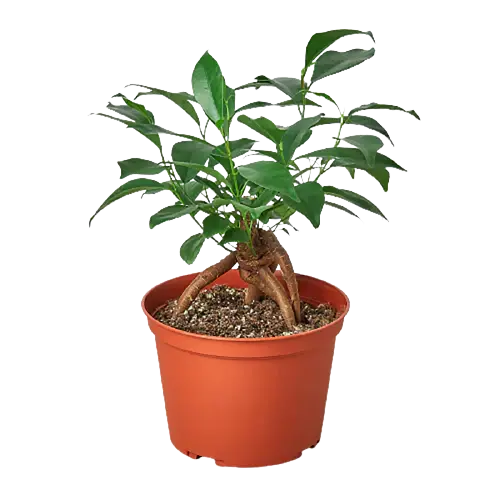 Ficus Ginseng - Hive Plants - Indoor & Outdoor Plants