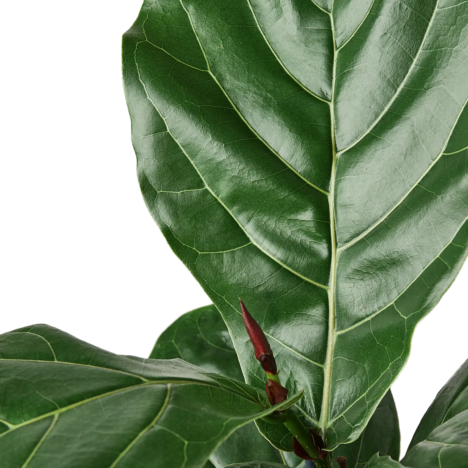 Fiddle-Leaf Fig - Hive Plants - Indoor & Outdoor Plants