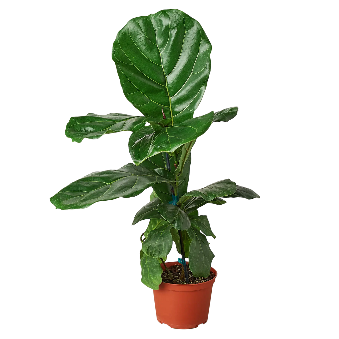 Fiddle-Leaf Fig - Hive Plants - Indoor & Outdoor Plants
