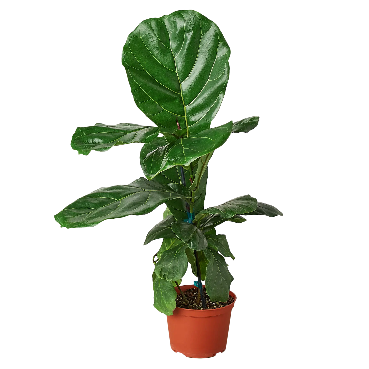Fiddle-Leaf Fig - Hive Plants - Indoor & Outdoor Plants