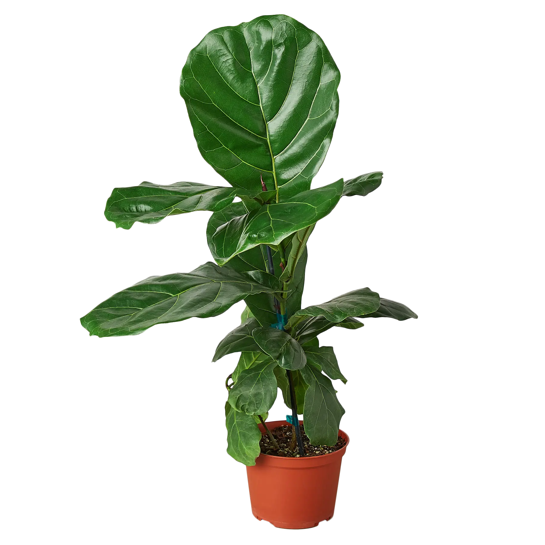 Fiddle-Leaf Fig - Hive Plants - Indoor & Outdoor Plants
