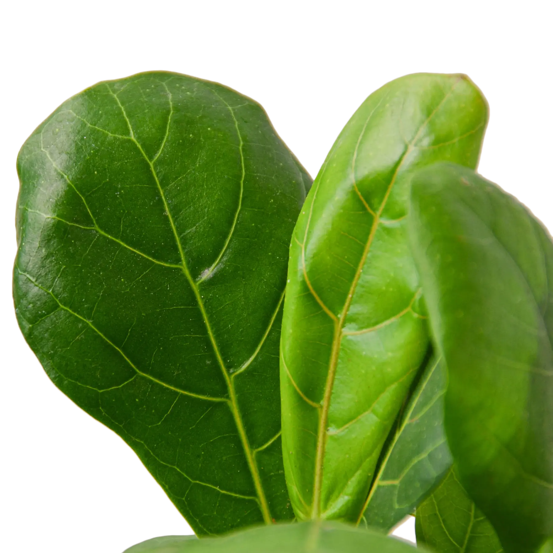 Fiddle-Leaf Fig - Hive Plants - Indoor & Outdoor Plants