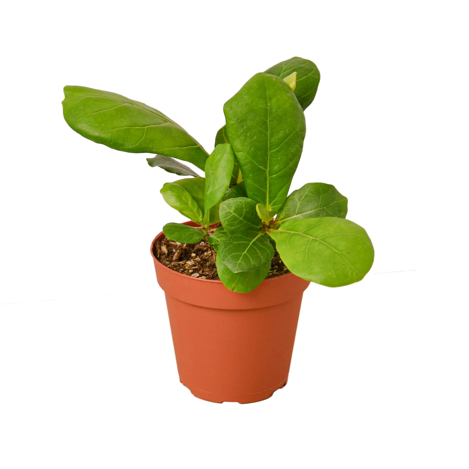 Fiddle-Leaf Fig - Hive Plants - Indoor & Outdoor Plants