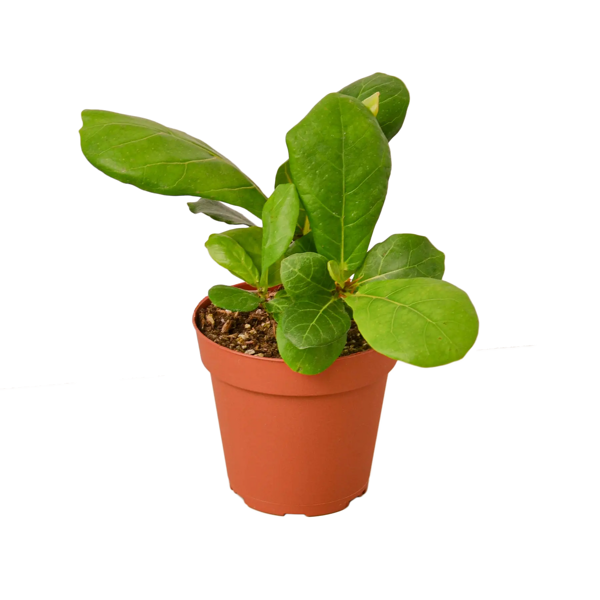 Fiddle-Leaf Fig - Hive Plants - Indoor & Outdoor Plants