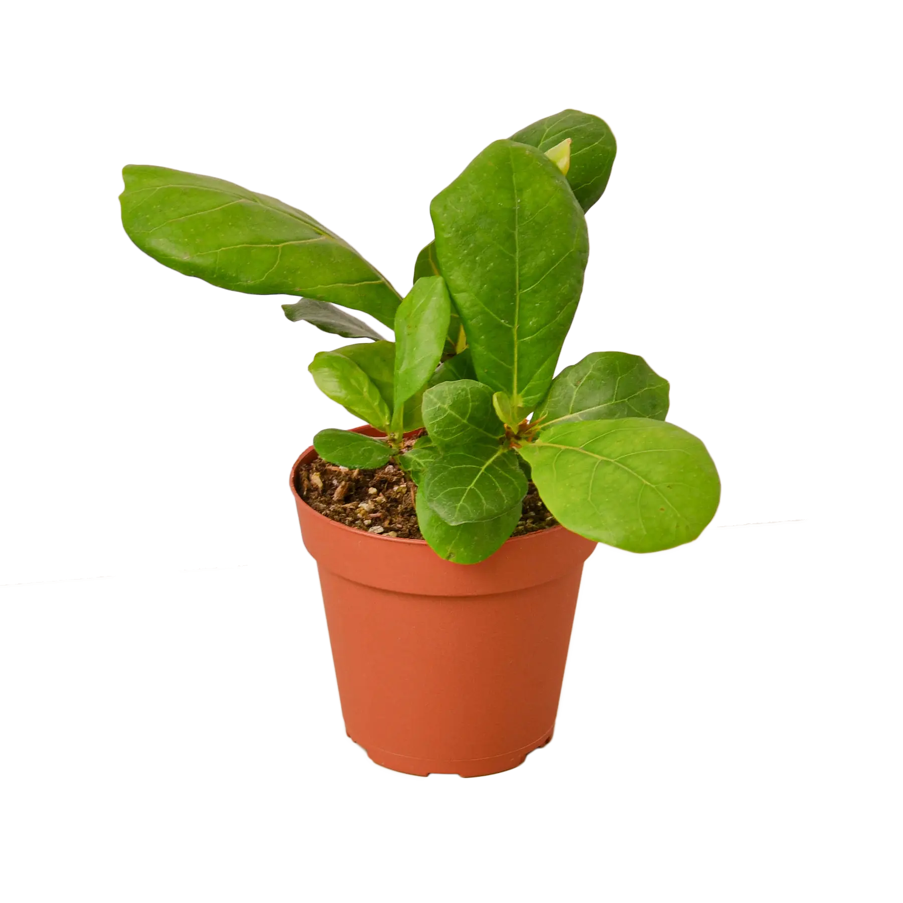 Fiddle-Leaf Fig - Hive Plants - Indoor & Outdoor Plants