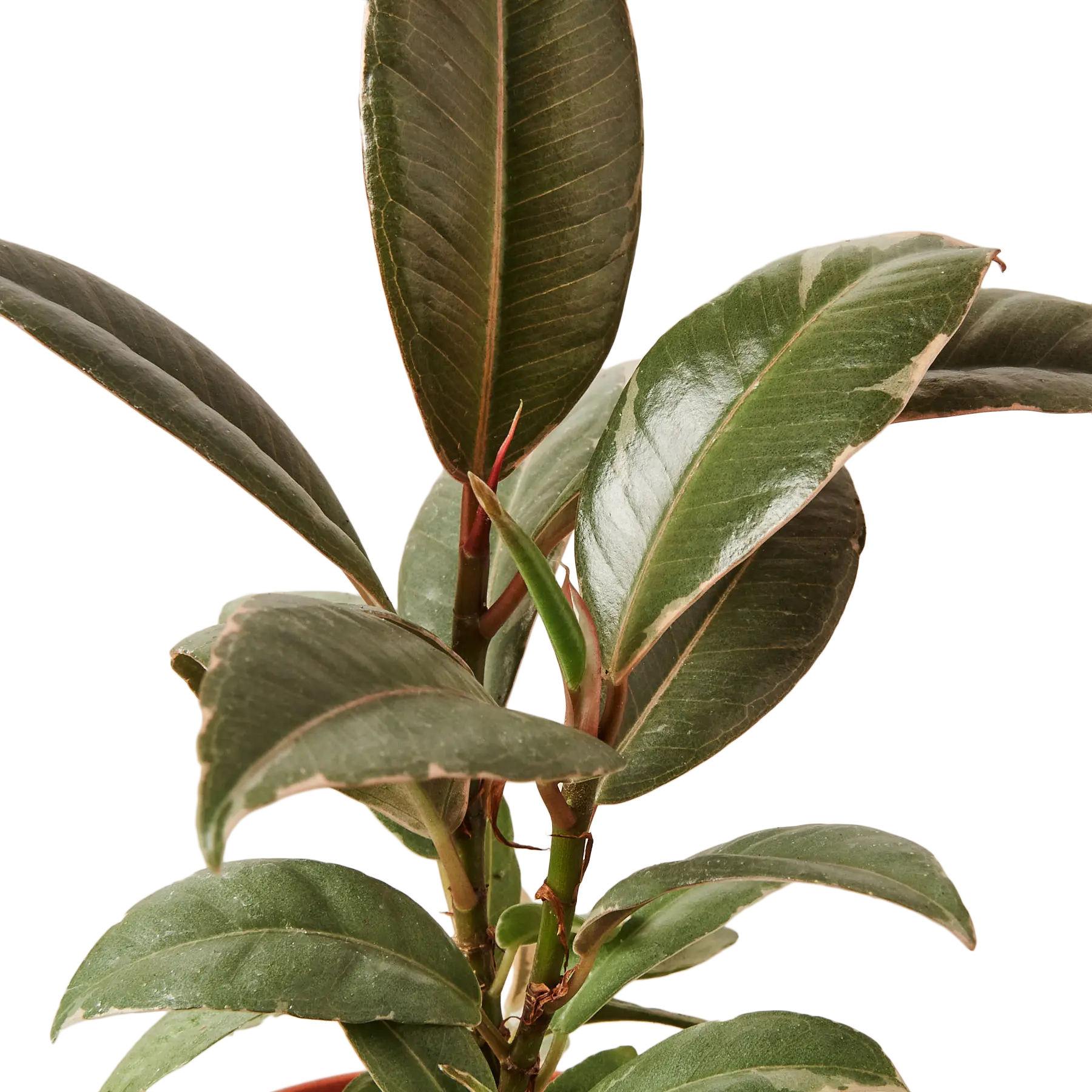 Ficus Tineke - Hive Plants - Indoor & Outdoor Plants