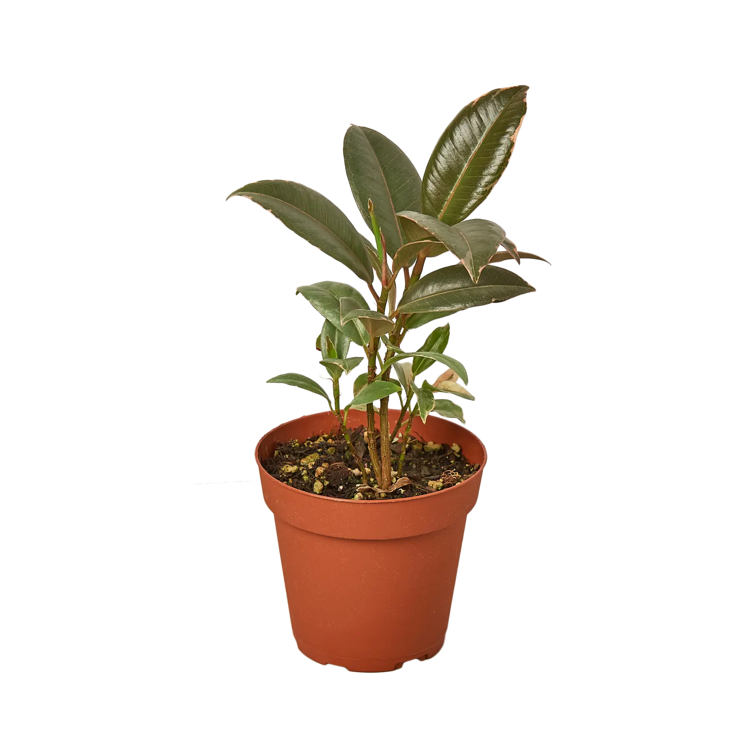 Ficus Tineke - Hive Plants - Indoor & Outdoor Plants