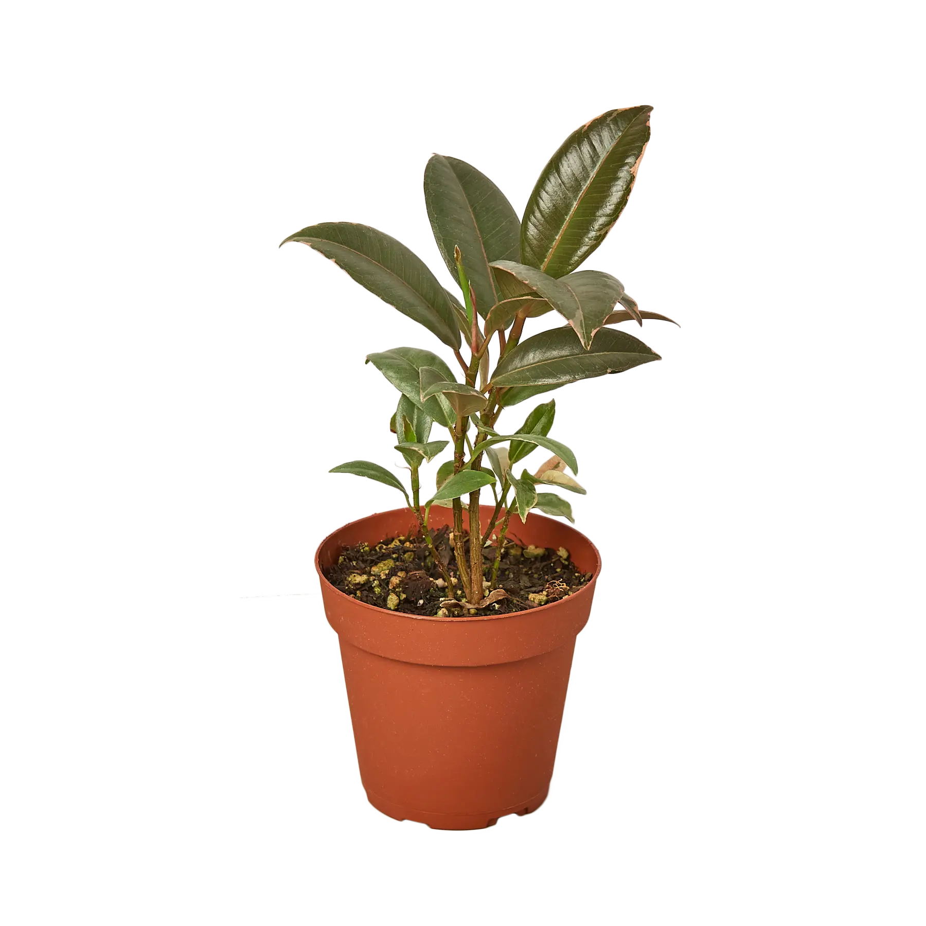 Ficus Tineke - Hive Plants - Indoor & Outdoor Plants