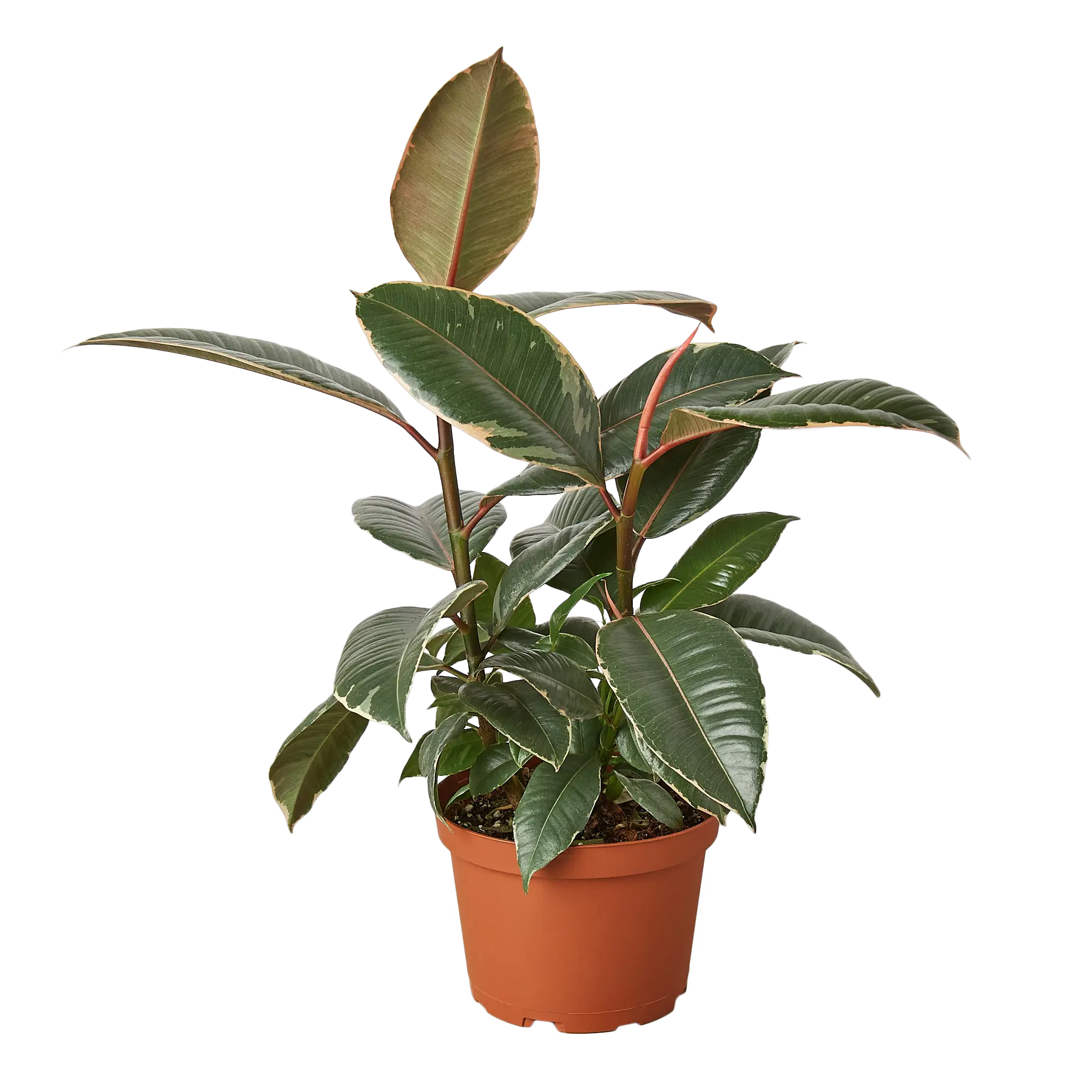Ficus Tineke - Hive Plants - Indoor & Outdoor Plants