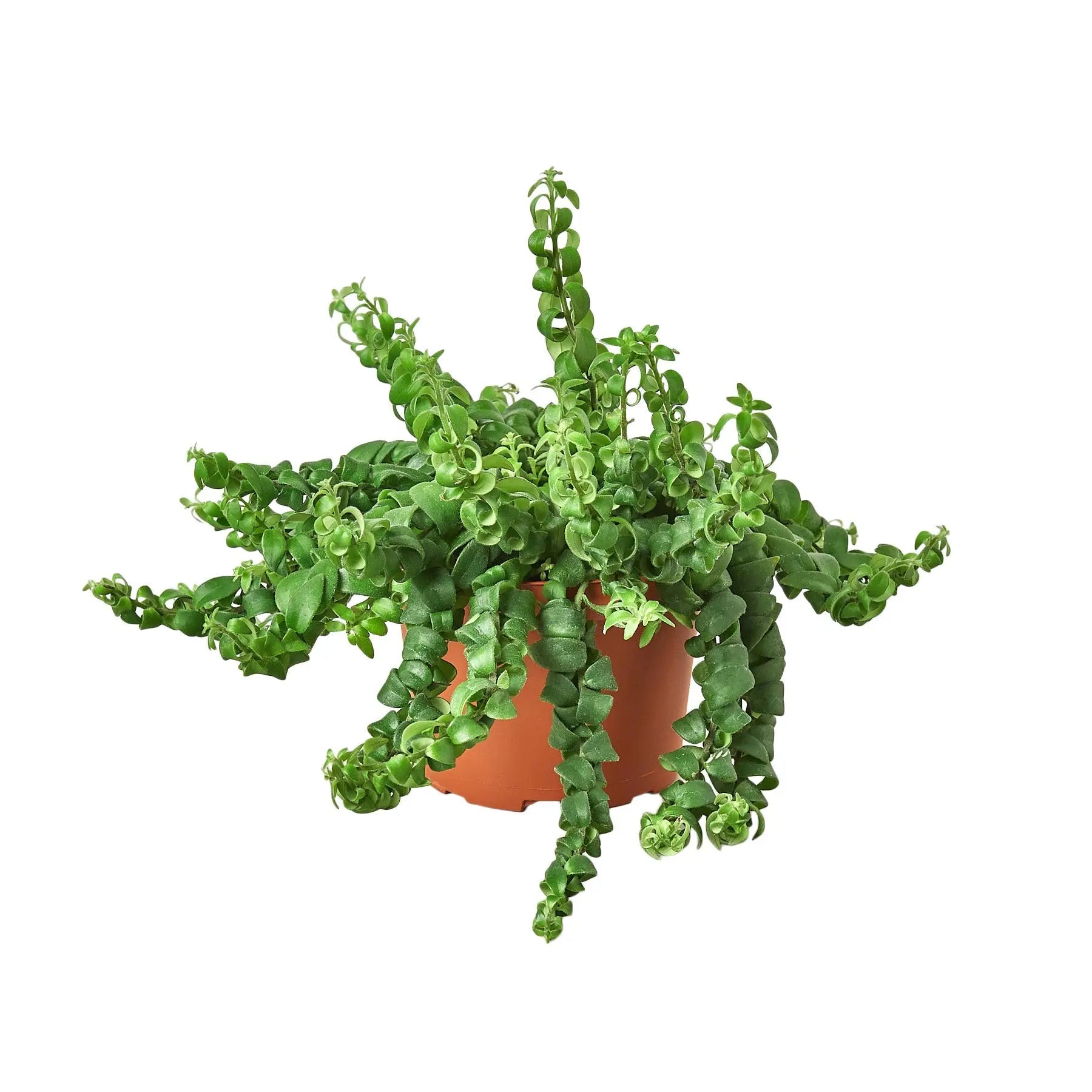 Curly Lipstick Plant - Hive Plants -