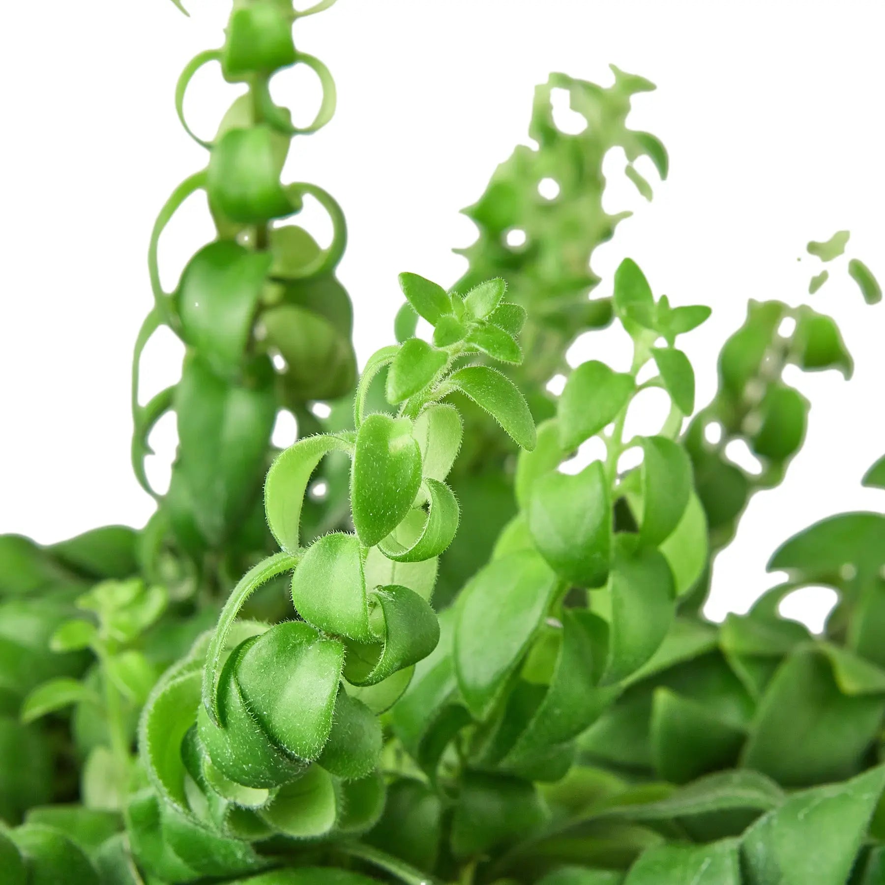 Curly Lipstick Plant - Hive Plants -