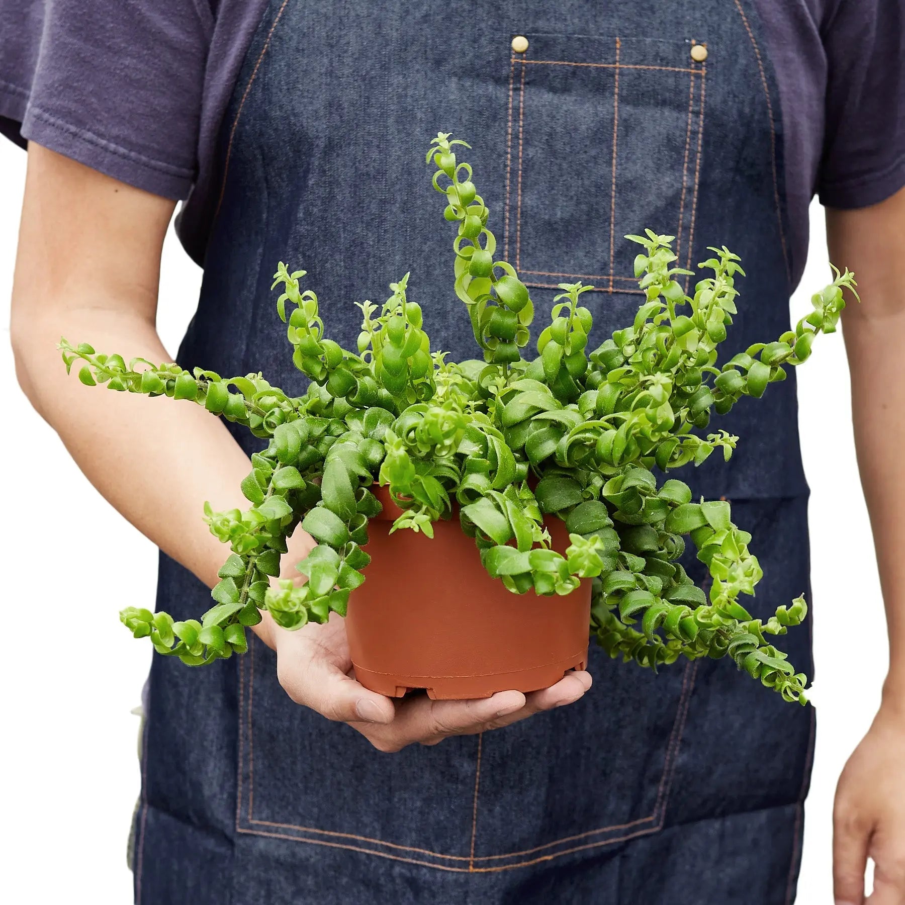 Curly Lipstick Plant - Hive Plants -