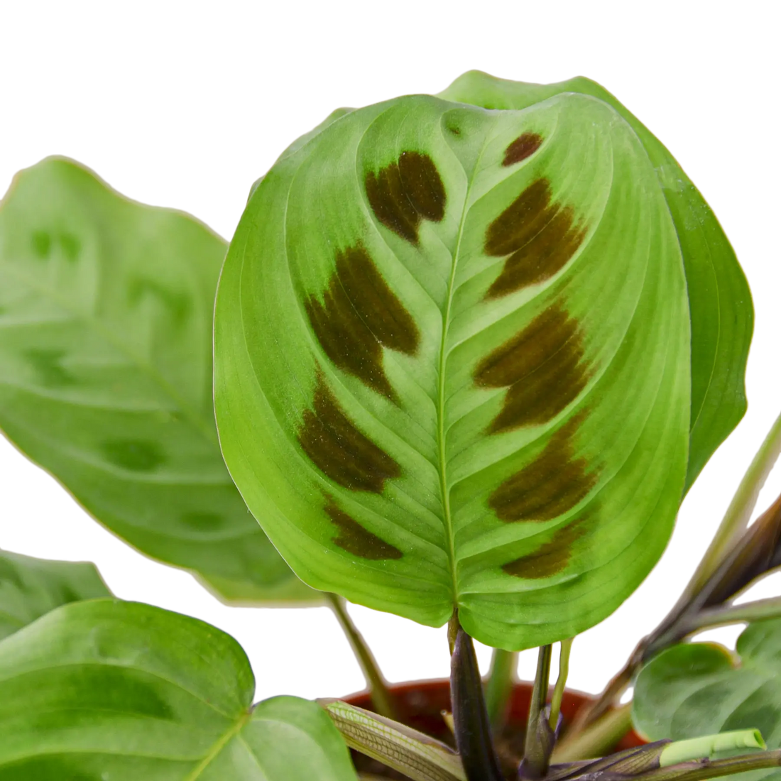 Prayer Plant &