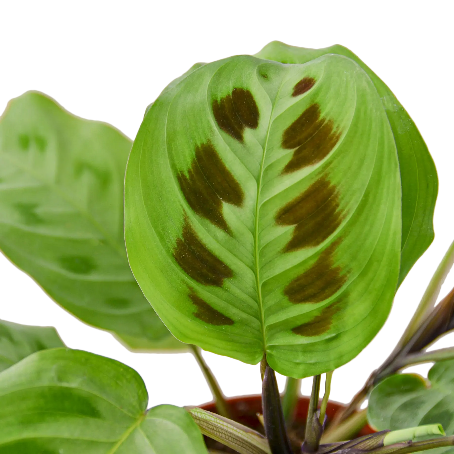 Prayer Plant &