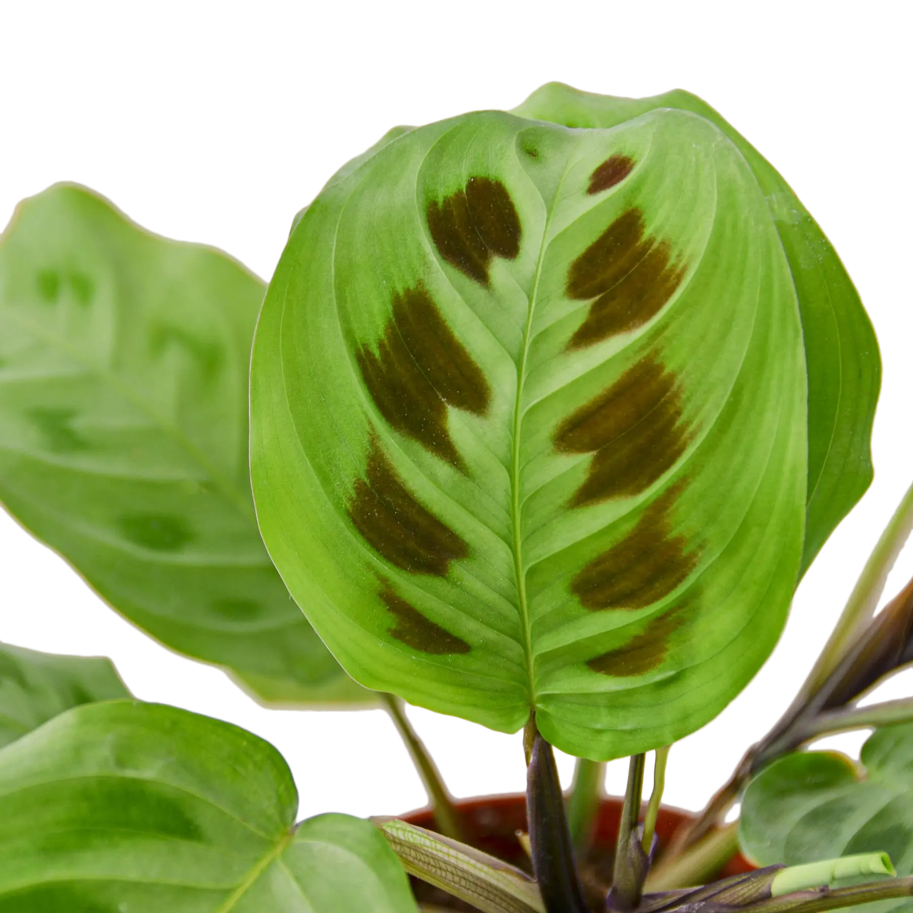 Prayer Plant &
