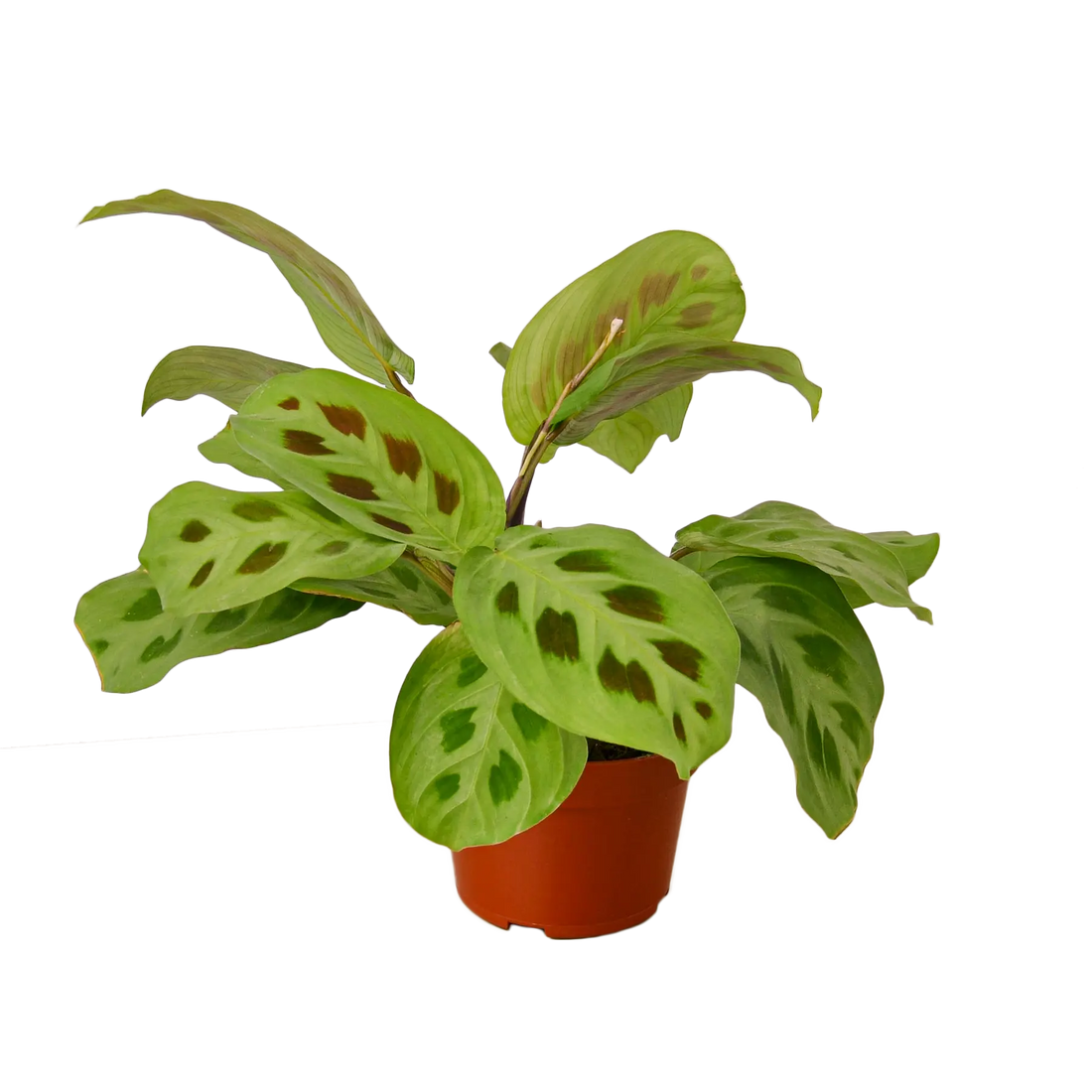 Prayer Plant &